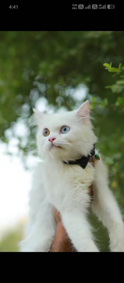 cash on delivery available Persian punch face cat kitten