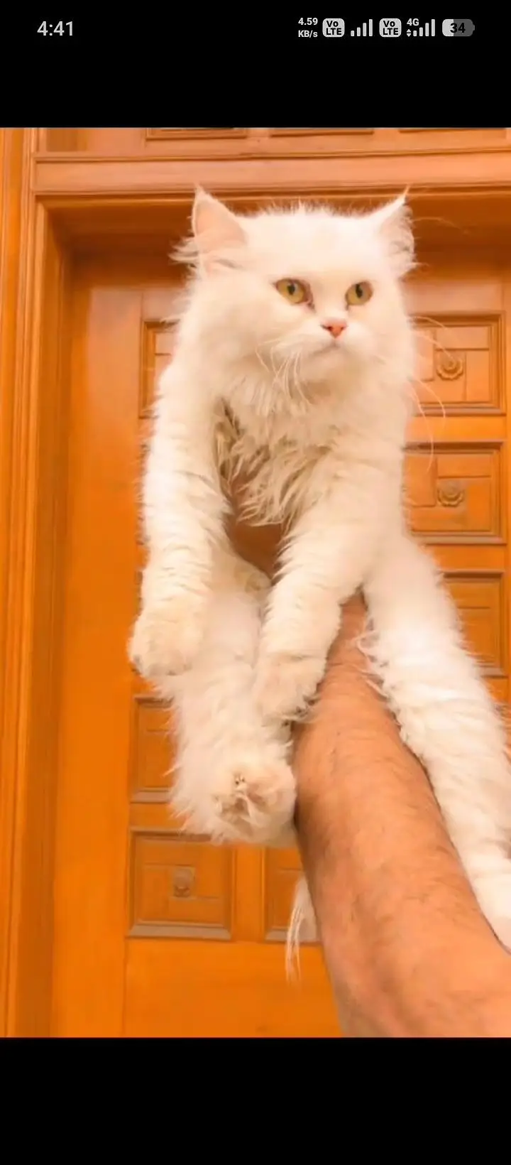 cash on delivery available Persian punch face cat kitten — photo 2