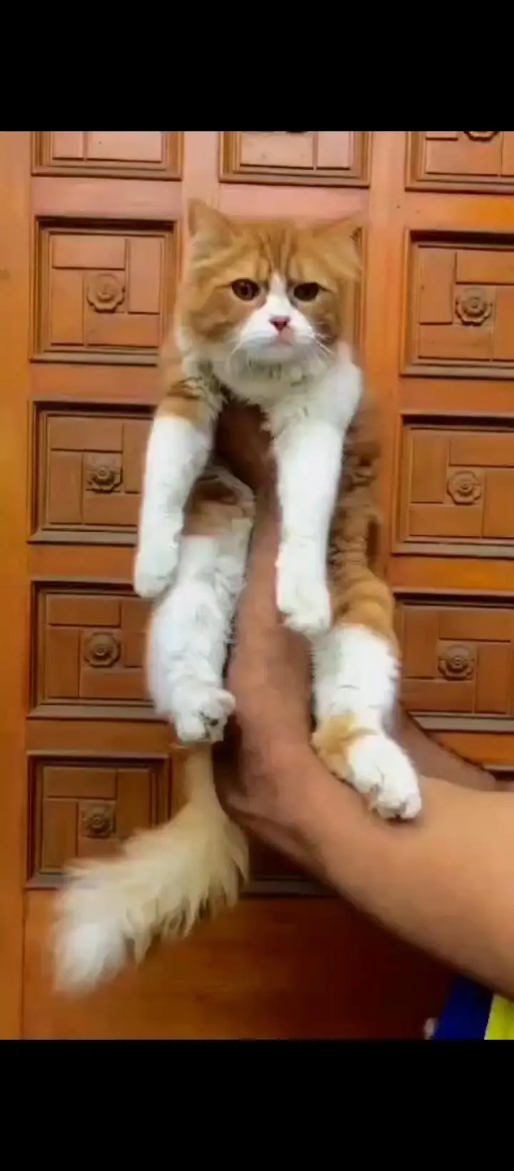 cash on delivery available Persian punch face cat kitten — photo 3