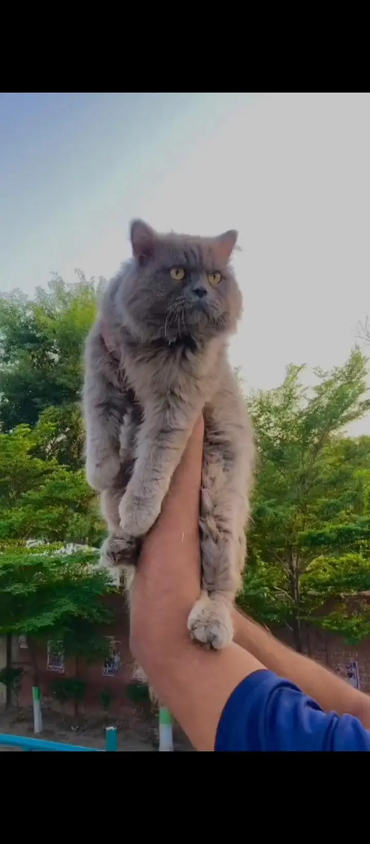 cash on delivery available Persian punch face cat kitten — photo 5