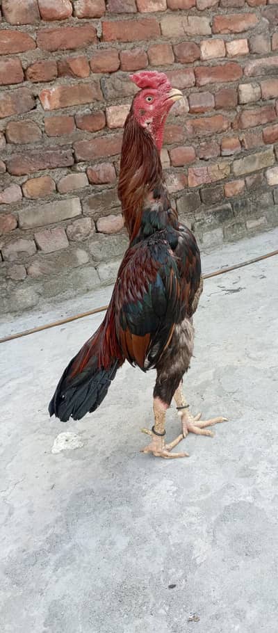 aseel mianwali