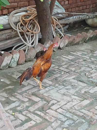 pair of aseel mianwali