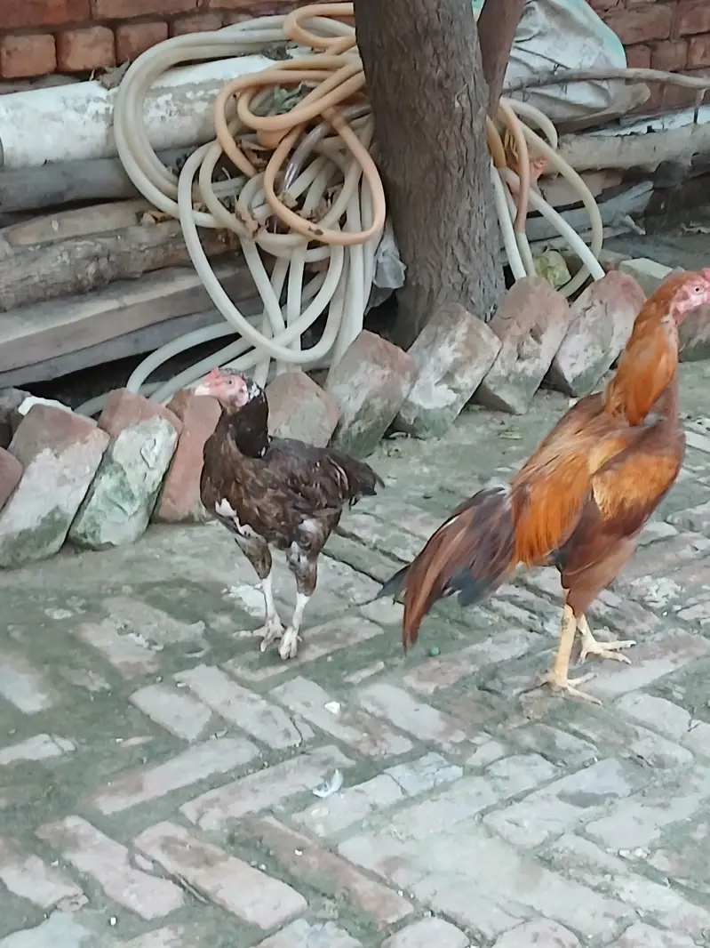 pair of aseel mianwali — photo 2