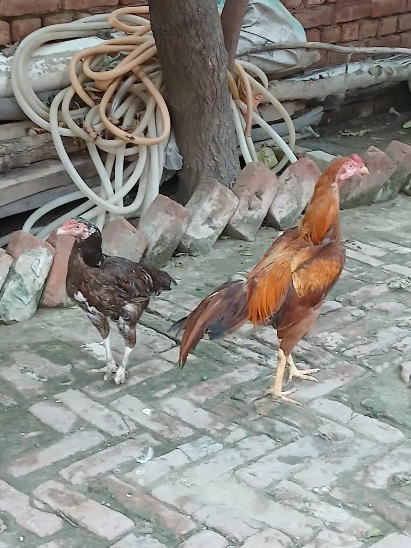 pair of aseel mianwali — photo 3
