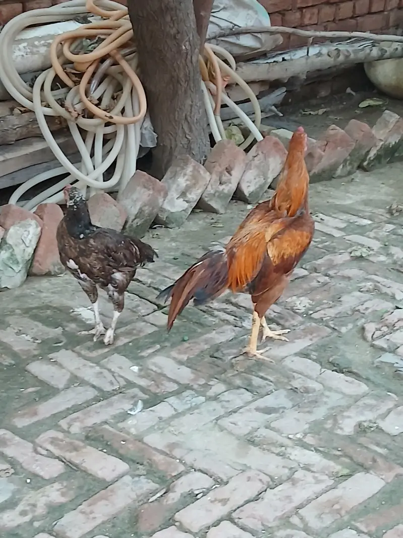 pair of aseel mianwali — photo 4
