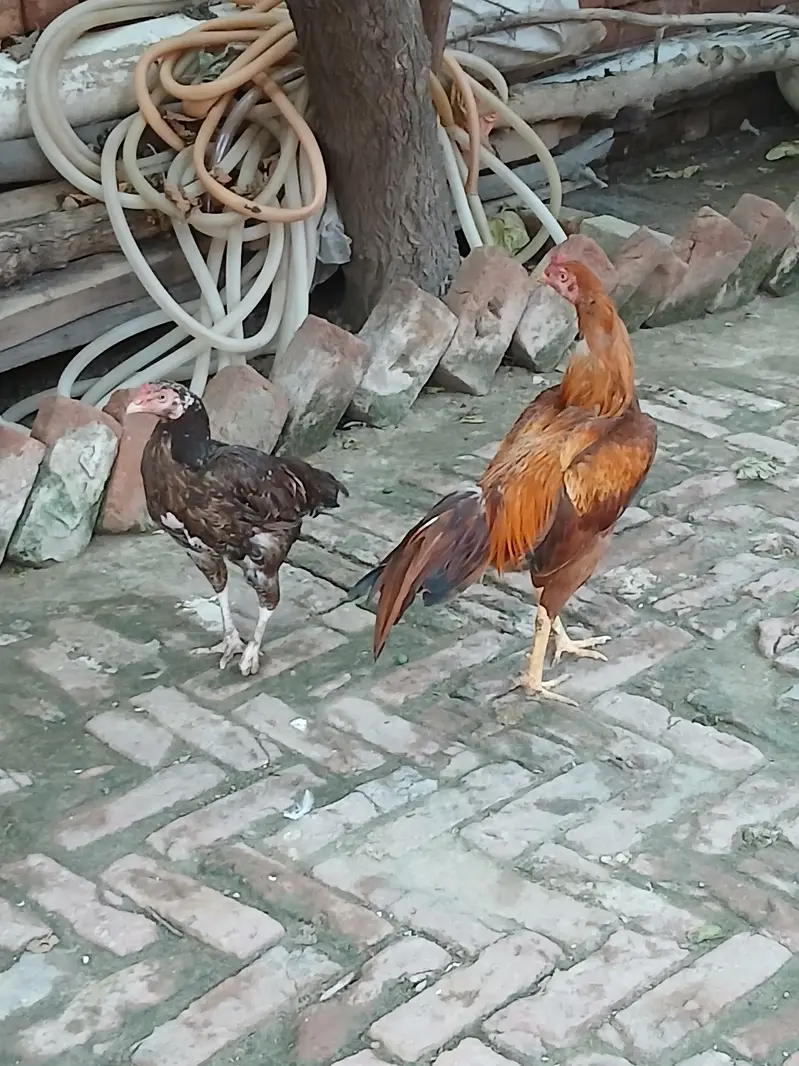 pair of aseel mianwali — photo 5