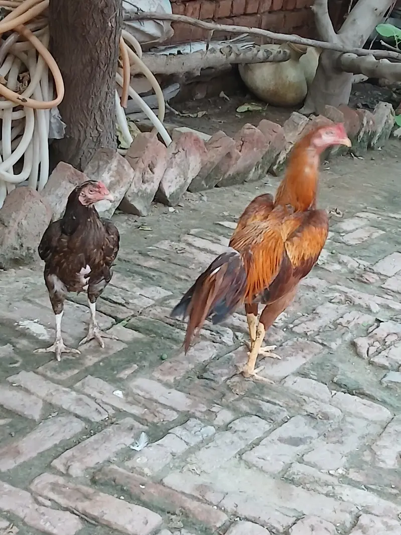 pair of aseel mianwali — photo 6