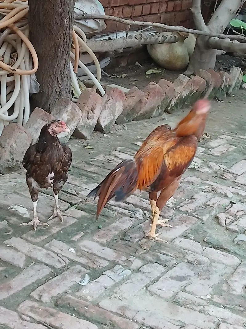 pair of aseel mianwali — photo 7