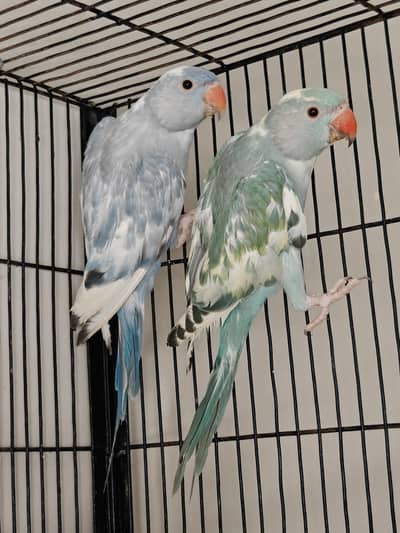 Raw, Recessive Pied and Yellow Ringreck Parrots available