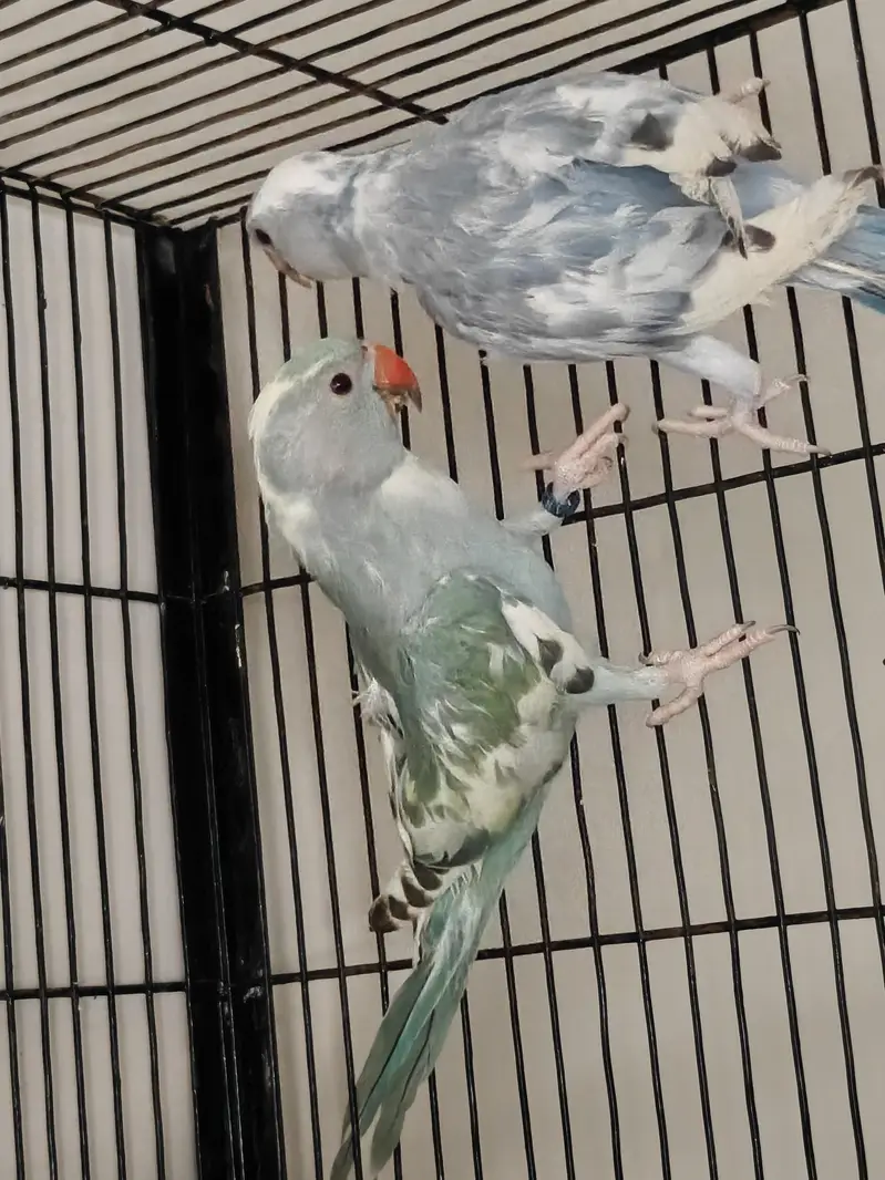 Raw, Recessive Pied and Yellow Ringreck Parrots available — photo 2