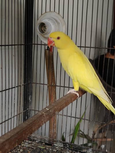 Raw, Recessive Pied and Yellow Ringreck Parrots available