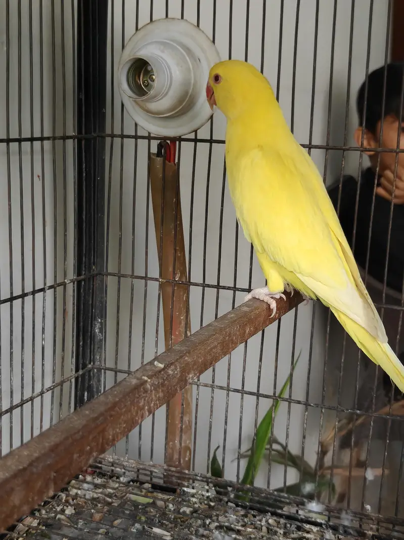 Raw, Recessive Pied and Yellow Ringreck Parrots available — photo 4