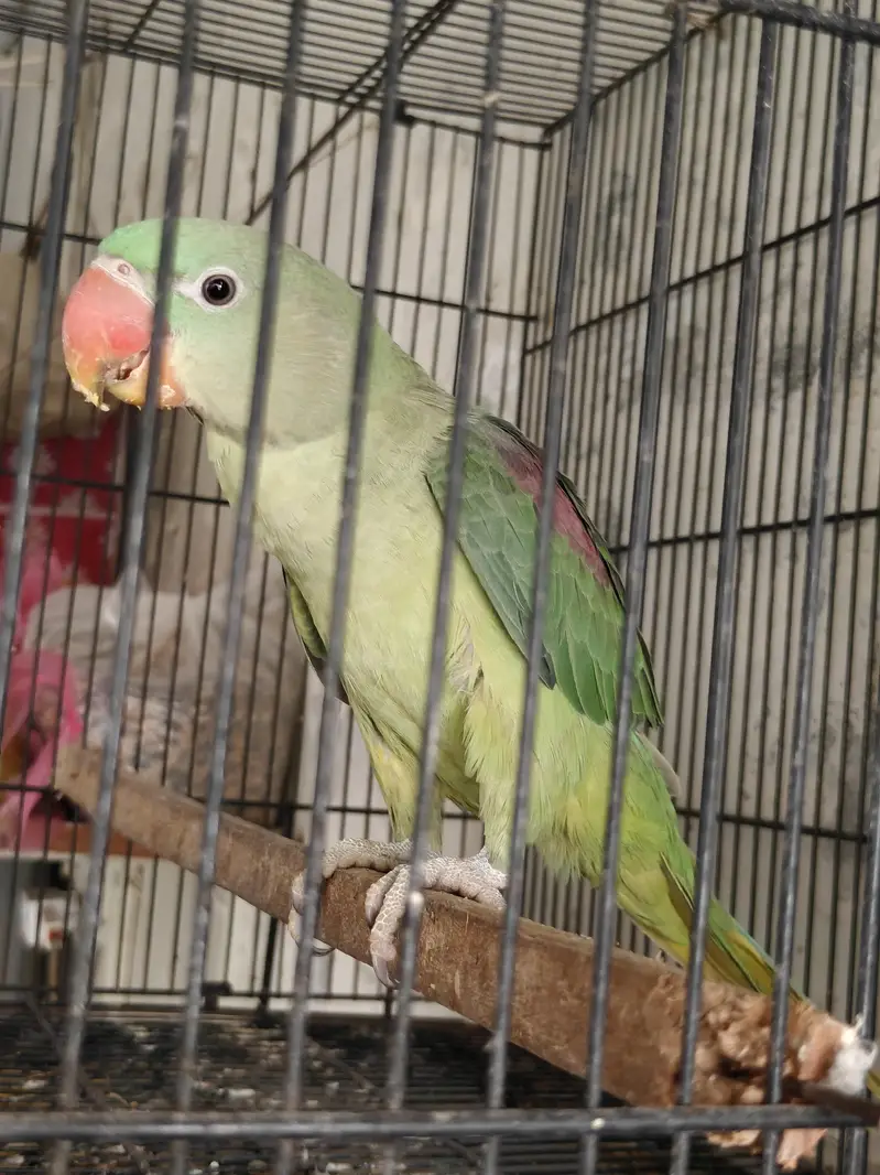 Raw, Recessive Pied and Yellow Ringreck Parrots available — photo 5