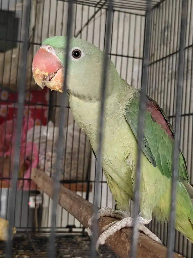 Raw, Recessive Pied and Yellow Ringreck Parrots available — photo 6