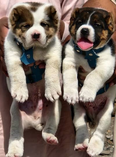 Alabai dog / alabai puppies / security dog for sale