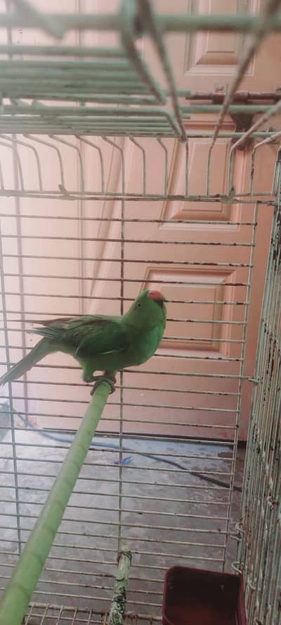 pair of hand- tame parrots for sale