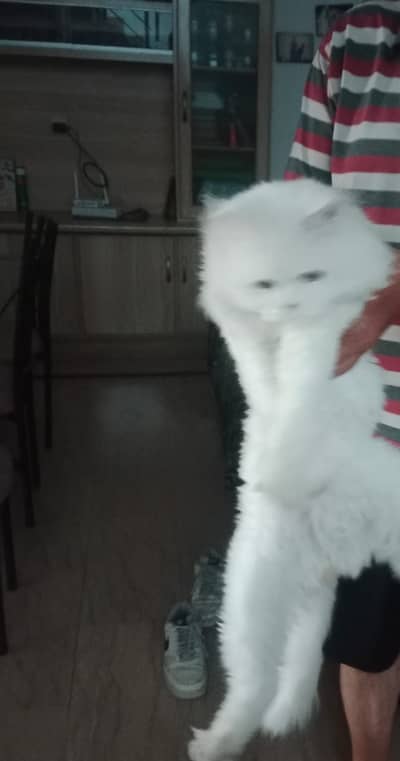 Pure white Persian male cat vaccinated triple coated