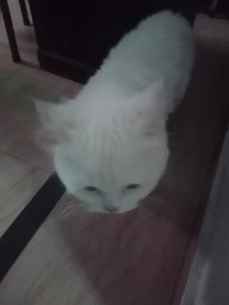 Pure white Persian male cat vaccinated triple coated — photo 2