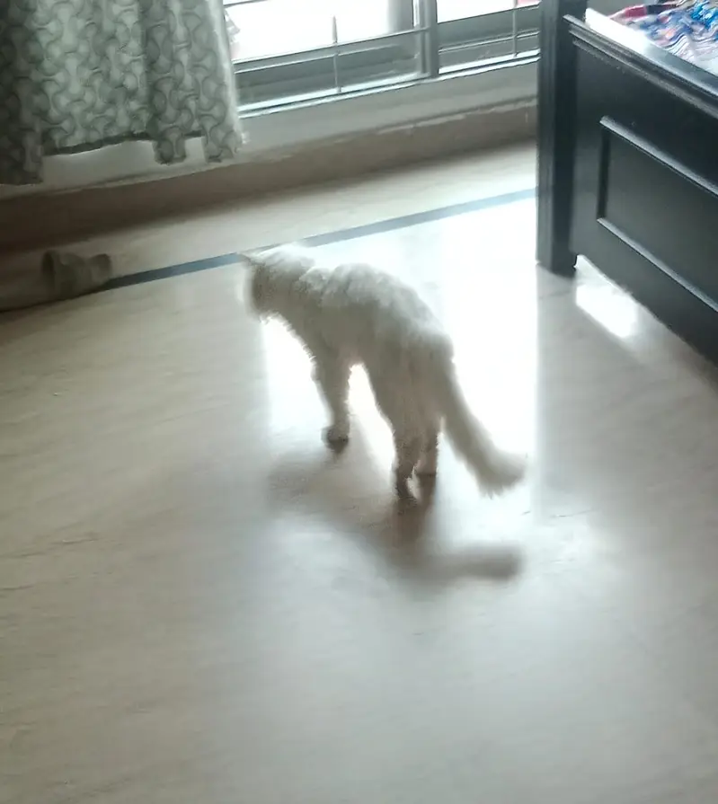 Pure white Persian male cat vaccinated triple coated — photo 3