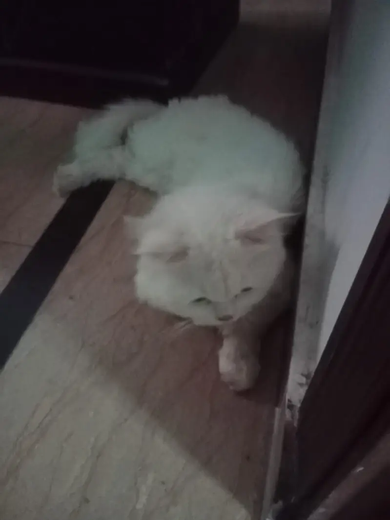 Pure white Persian male cat vaccinated triple coated — photo 4