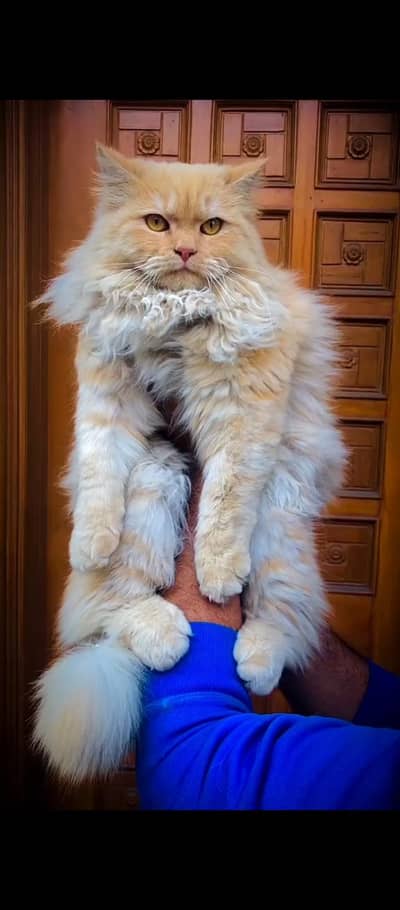 cash on delivery available Persian punch face cat kitten