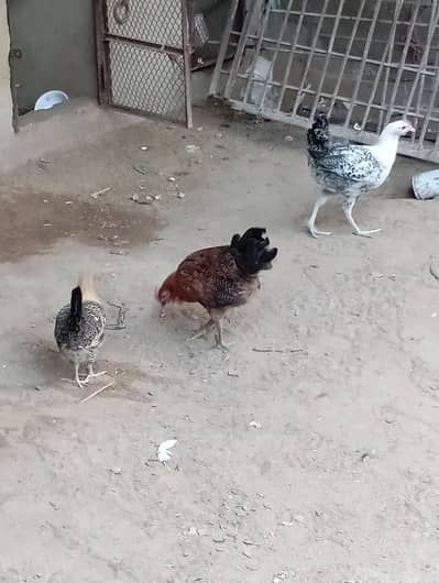 3 Hens for Sale Ready for Eggs