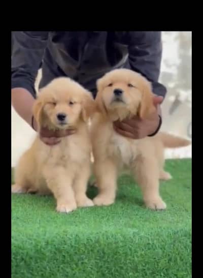 dogs ka pair hai whatp 03247810//_829