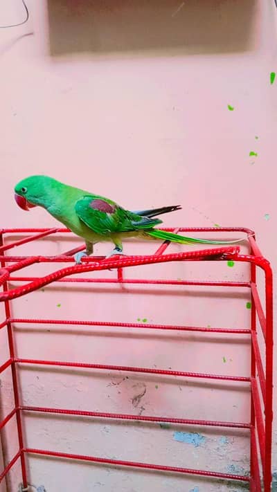Raw parrot Handtam +100% guarantee Toking