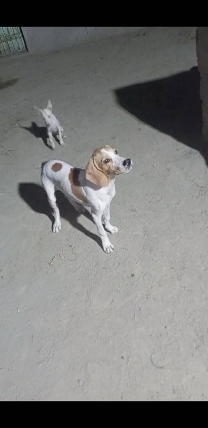 simba 1
