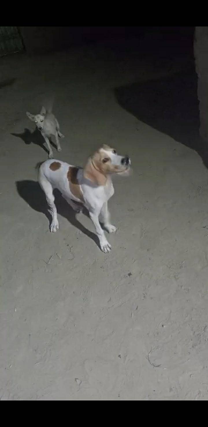 simba 3