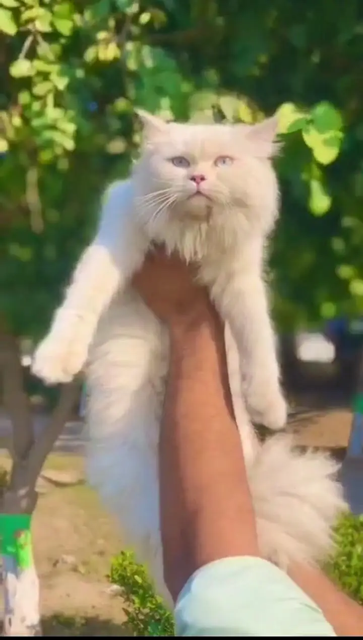 cash on delivery available Persian punch face cat kitten — photo 6