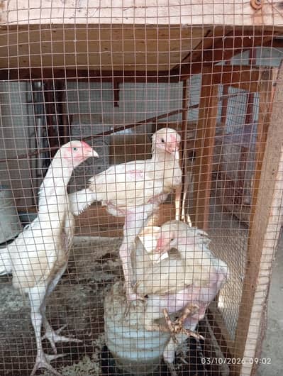 Heera Aseel chicks