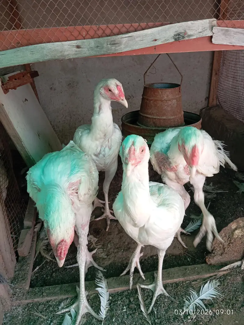 Heera Aseel chicks — photo 2