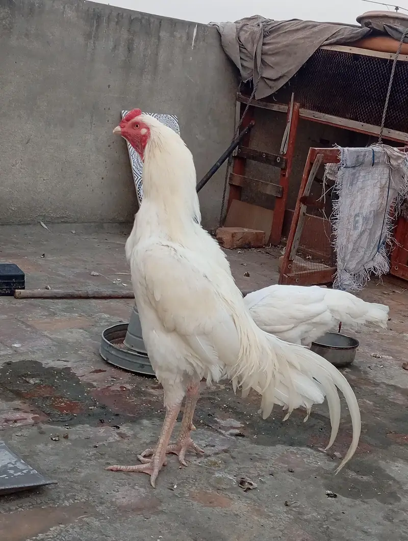 Heera Aseel chicks — photo 5