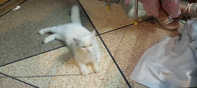 Double fur white Persian Cat