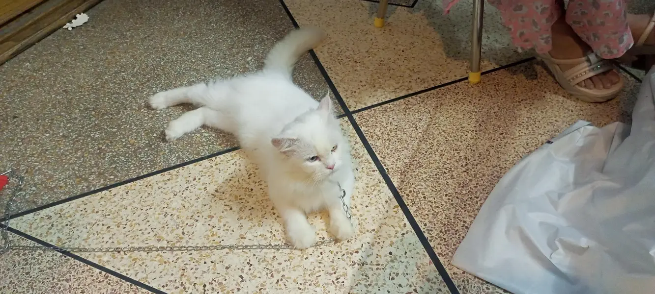Double fur white two color eyes Persian Cat — photo 2
