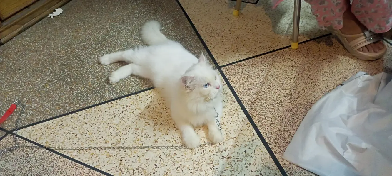 Double fur white two color eyes Persian Cat — photo 3