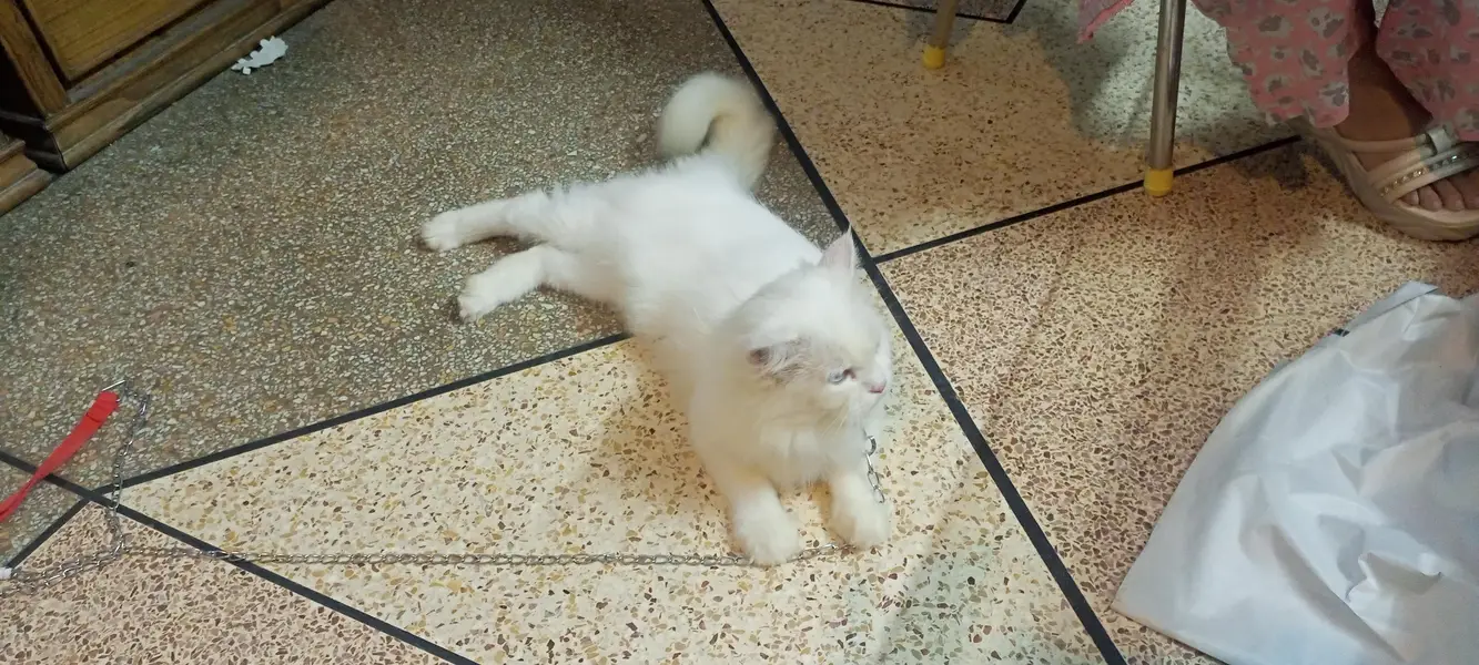 Double fur white two color eyes Persian Cat — photo 4