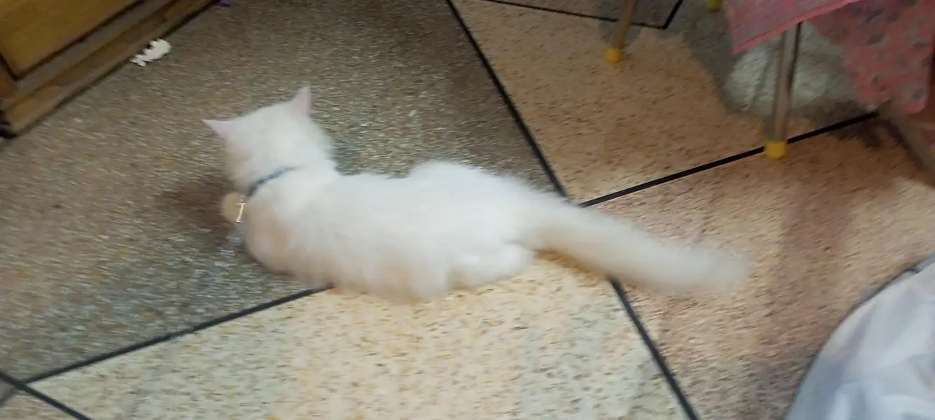 Double fur white two color eyes Persian Cat — photo 5