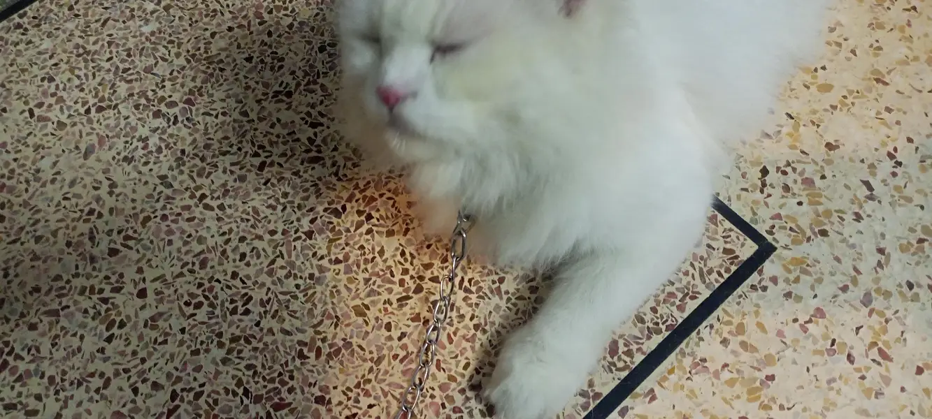 Double fur white two color eyes Persian Cat — photo 6