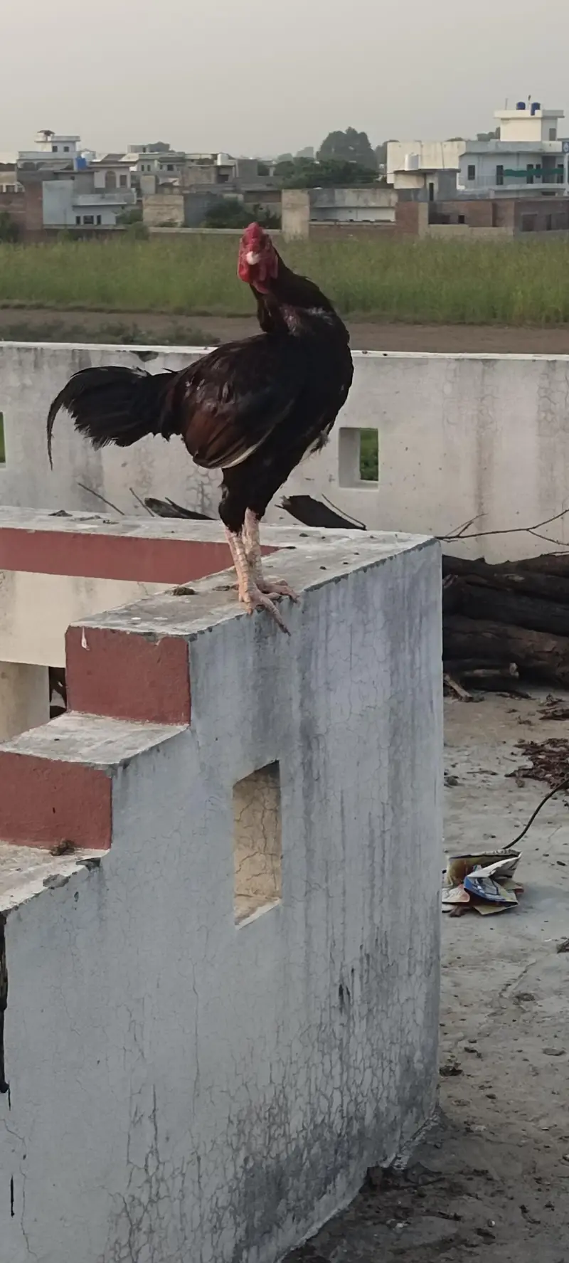 aseel — photo 3