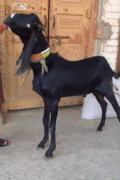 Beetal Bakra