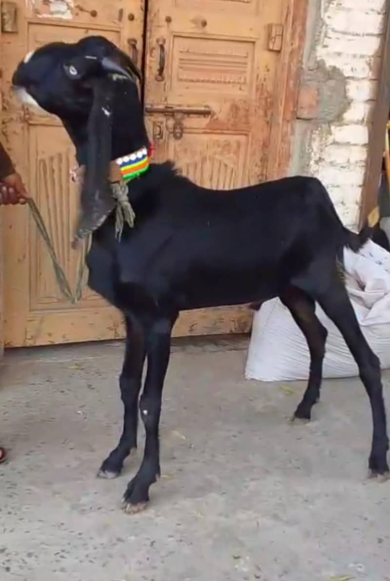 Beetal Bakra 1