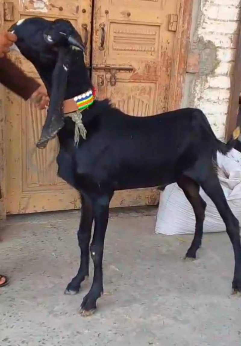 Beetal Bakra 2