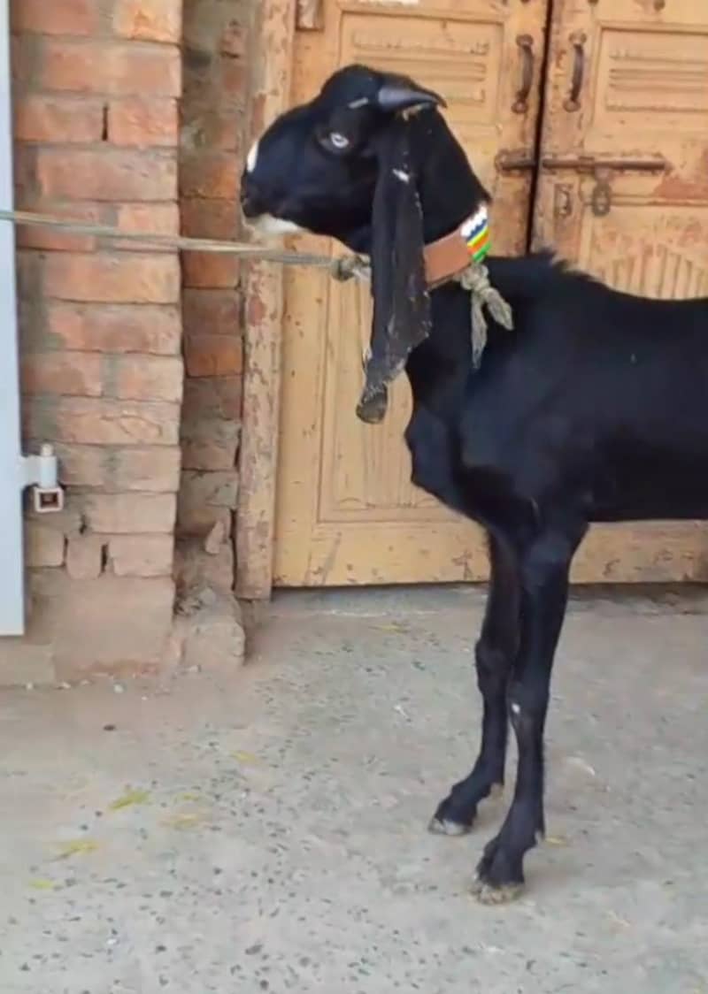 Beetal Bakra 3