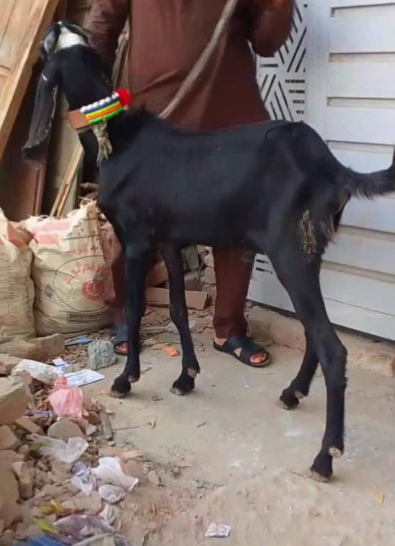 Beetal Bakra 4