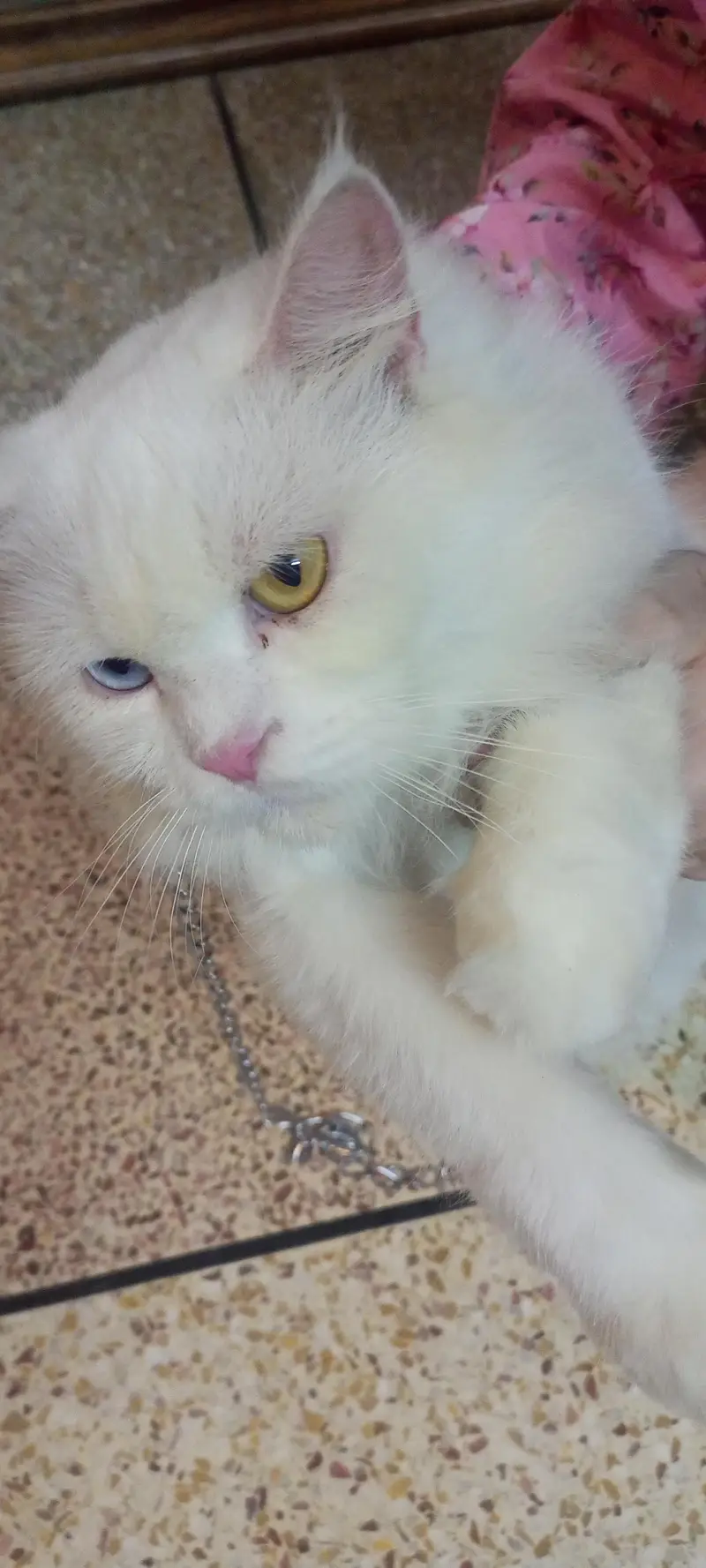 Double fur white two color eyes Persian Cat — photo 7