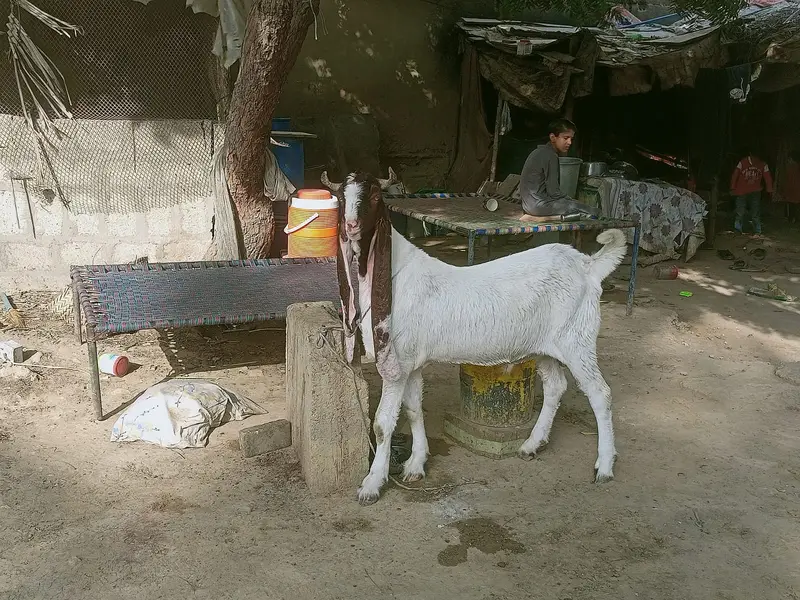 Teddy Breeder Gulabi Kamori Bakra | Premium Quality — photo 5