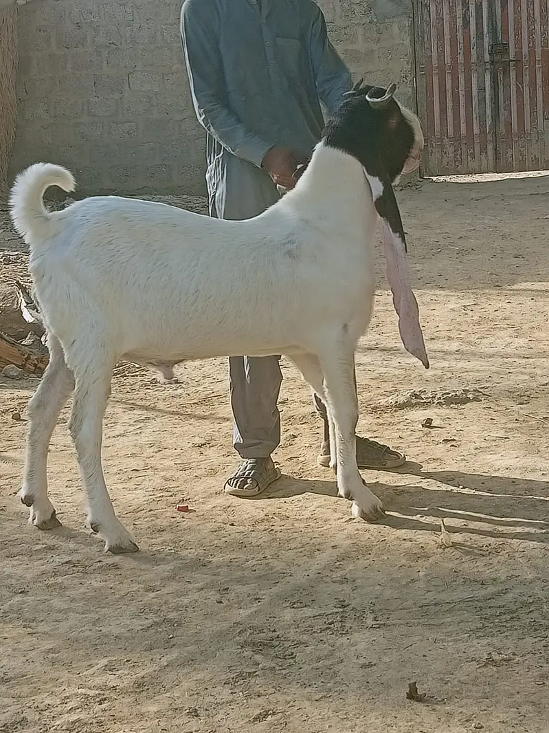 Teddy Breeder Gulabi Kamori Bakra | Premium Quality — photo 6