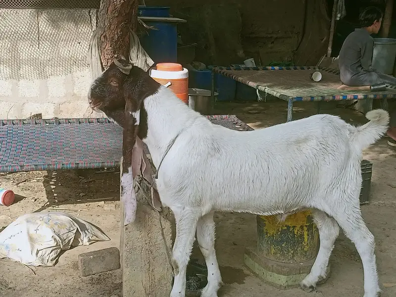 Teddy Breeder Gulabi Kamori Bakra | Premium Quality — photo 7